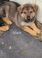 Black female sold, a female German Shepherd Dog for sale in Ayden, NC – 1 of 4