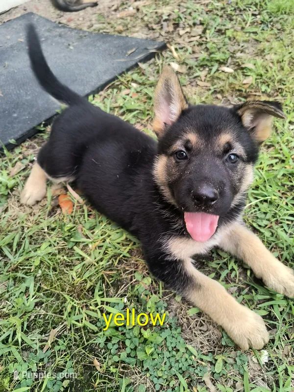Yellow female  – German Shepherd Dog puppy for sale in Ayden, NC
