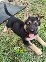Yellow female , a female German Shepherd Dog for sale in Ayden, NC – 3 of 7