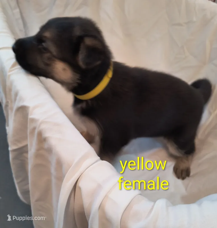 Yellow female  – German Shepherd Dog puppy for sale in Ayden, NC