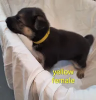 Yellow female , a female German Shepherd Dog for sale in Ayden, NC – 1 of 3