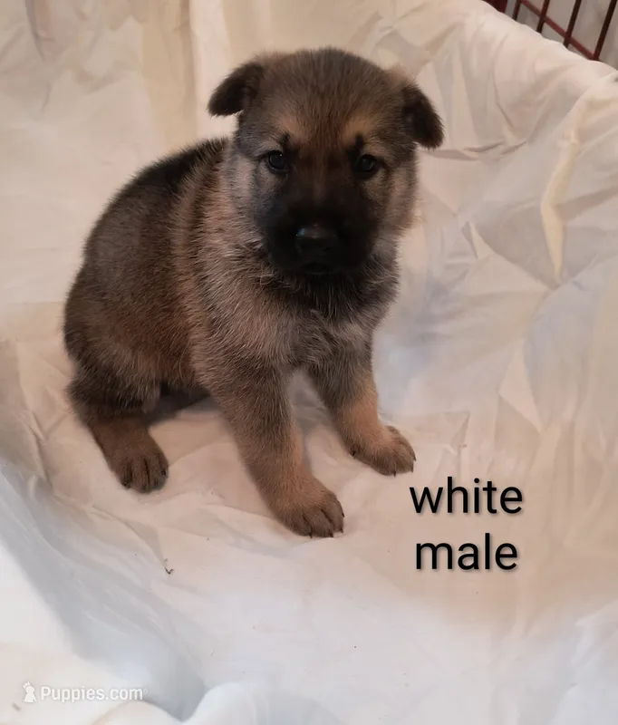 White male  – German Shepherd Dog puppy for sale in Ayden, NC