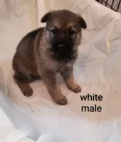 White male , a male German Shepherd Dog for sale in Ayden, NC – 1 of 3