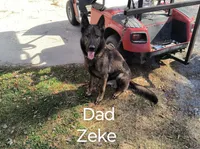 Red male , a male German Shepherd Dog for sale in Ayden, NC – 3 of 4