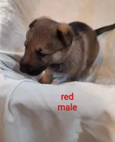 Red male , a male German Shepherd Dog for sale in Ayden, NC – 2 of 4