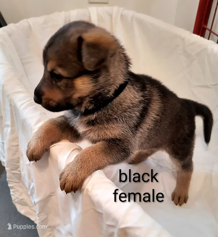 Black female  – German Shepherd Dog puppy for sale in Ayden, NC