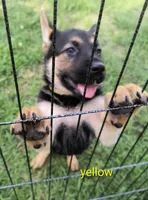 Yellow female , a female German Shepherd Dog for sale in Ayden, NC – 2 of 7