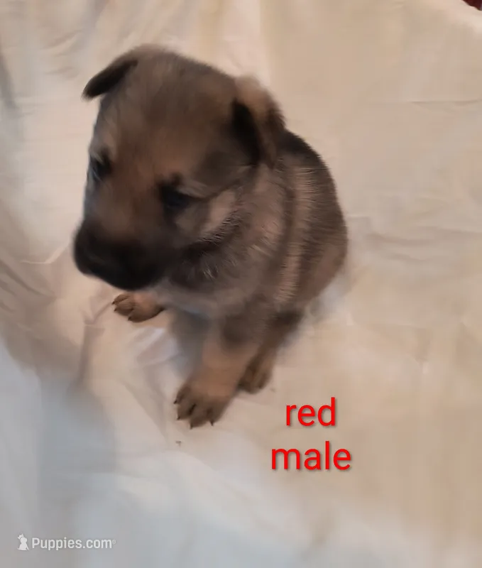 Red male  – German Shepherd Dog puppy for sale in Ayden, NC