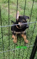 Orange female , a female German Shepherd Dog for sale in Ayden, NC – 1 of 7
