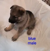 Blue male , a male German Shepherd Dog for sale in Ayden, NC – 2 of 4