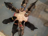 Pink female , a male German Shepherd Dog for sale in Ayden, NC – 3 of 3
