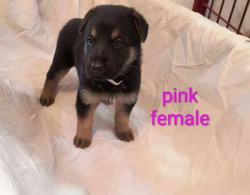 Pink female  – German Shepherd Dog puppy for sale in Ayden, NC