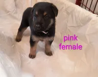 Pink female , a male German Shepherd Dog for sale in Ayden, NC – 1 of 3