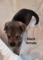Black female , a female German Shepherd Dog for sale in Ayden, NC – 2 of 3