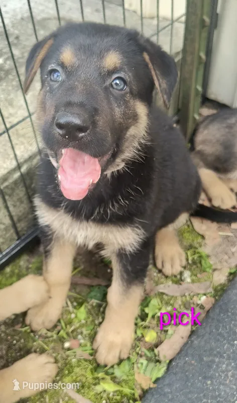 Pink female  – German Shepherd Dog puppy for sale in Ayden, NC