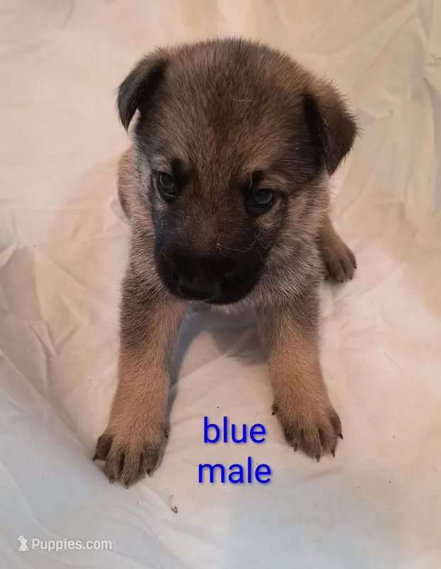 Blue male  – German Shepherd Dog puppy for sale in Ayden, NC