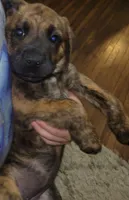 Taco, a female Bullmastiff and Labrador Retriever for sale in Red Lion, PA – 1 of 1