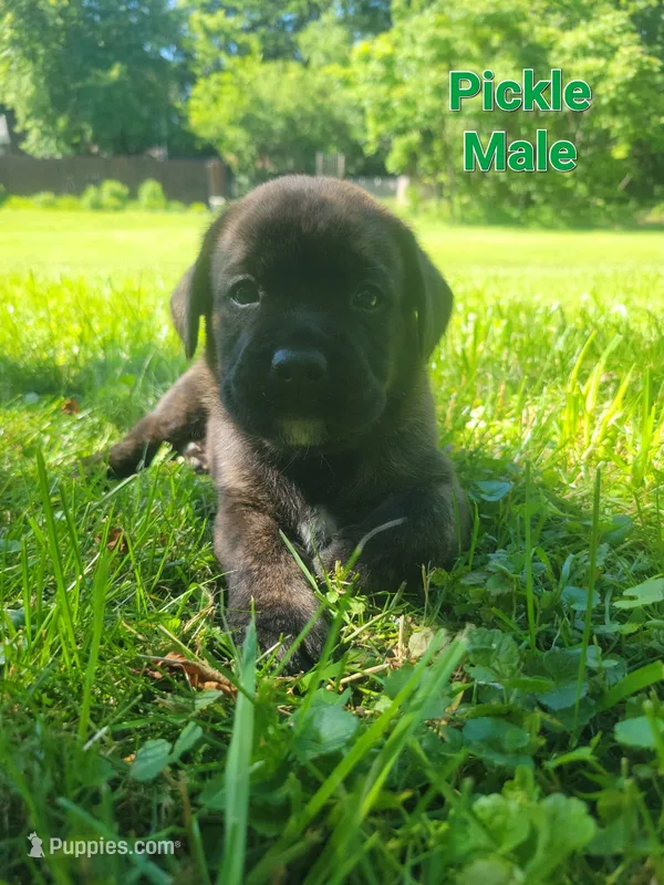 Pickle – Bullmastiff, Labrador Retriever puppy for sale in Red Lion, PA