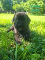 Pickle, a male Bullmastiff and Labrador Retriever for sale in Red Lion, PA – 1 of 1