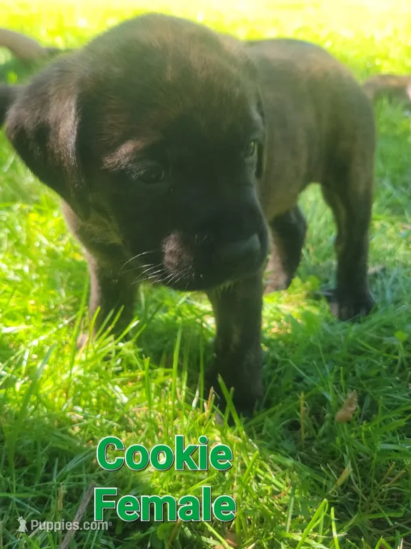 Cookie – Bullmastiff, Labrador Retriever puppy for sale in Red Lion, PA