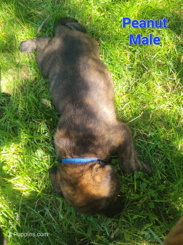 Peanut – Bullmastiff, Labrador Retriever puppy for sale in Red Lion, PA
