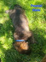 Peanut, a male Bullmastiff and Labrador Retriever for sale in Red Lion, PA – 1 of 1