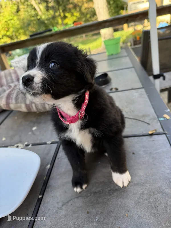 Scarlett – Australian Shepherd, Bernese Mountain Dog puppy for sale in Ostrander, OH