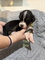 Thor, a male Australian Shepherd and Bernese Mountain Dog for sale in Ostrander, OH – 2 of 6