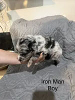 Iron man, a male Australian Shepherd and Bernese Mountain Dog for sale in Ostrander, OH – 2 of 5