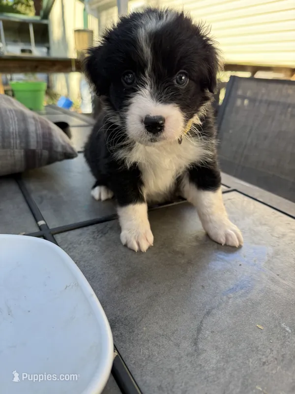Rogue – Australian Shepherd, Bernese Mountain Dog puppy for sale in Ostrander, OH