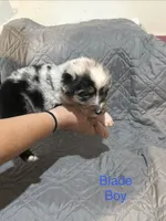 Blade, a male Australian Shepherd and Bernese Mountain Dog for sale in Ostrander, OH – 1 of 2