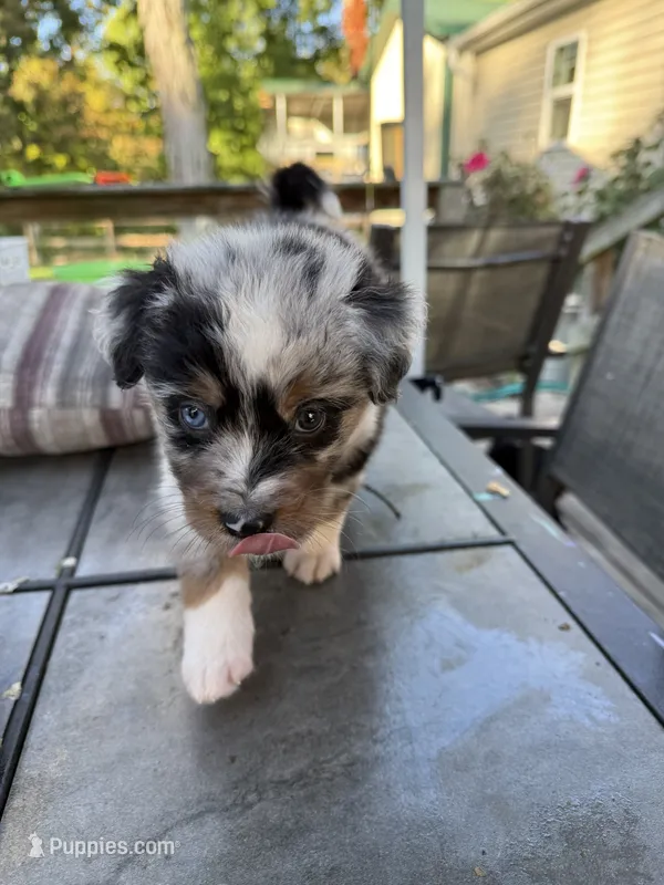 Blade – Australian Shepherd, Bernese Mountain Dog puppy for sale in Ostrander, OH