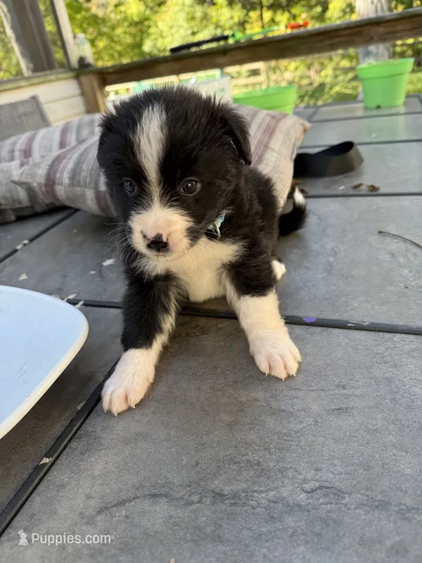 Wasp – Australian Shepherd, Bernese Mountain Dog puppy for sale in Ostrander, OH