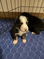 Beast, a male Australian Shepherd and Bernese Mountain Dog for sale in Ostrander, OH – 2 of 6