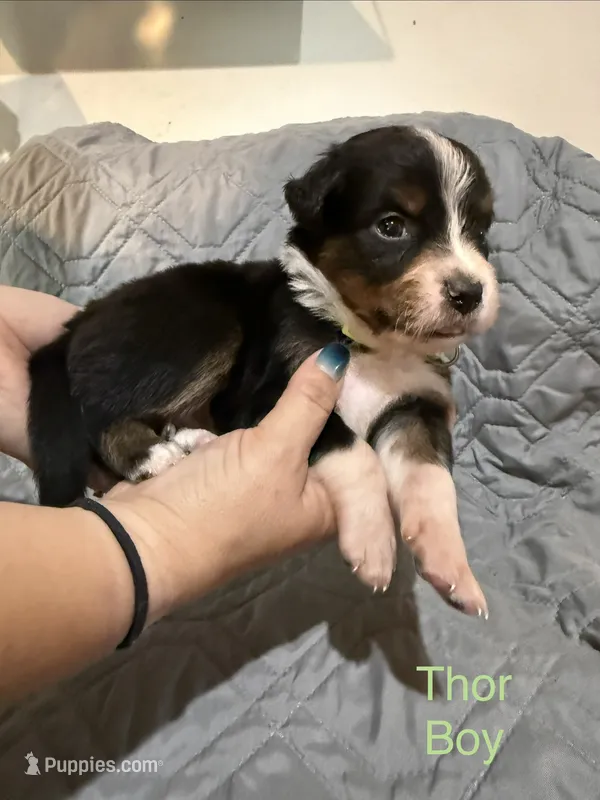 Thor – Australian Shepherd, Bernese Mountain Dog puppy for sale in Ostrander, OH