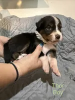 Thor, a male Australian Shepherd and Bernese Mountain Dog for sale in Ostrander, OH – 1 of 6