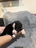 Wasp, a female Australian Shepherd and Bernese Mountain Dog for sale in Ostrander, OH – 6 of 7