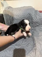 Beast, a male Australian Shepherd and Bernese Mountain Dog for sale in Ostrander, OH – 6 of 6