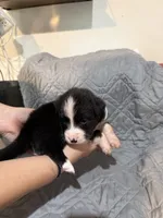 Wasp, a female Australian Shepherd and Bernese Mountain Dog for sale in Ostrander, OH – 7 of 7