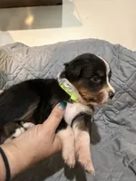 Thor, a male Australian Shepherd and Bernese Mountain Dog for sale in Ostrander, OH – 3 of 6
