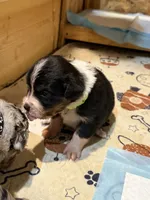 Thor, a male Australian Shepherd and Bernese Mountain Dog for sale in Ostrander, OH – 6 of 6