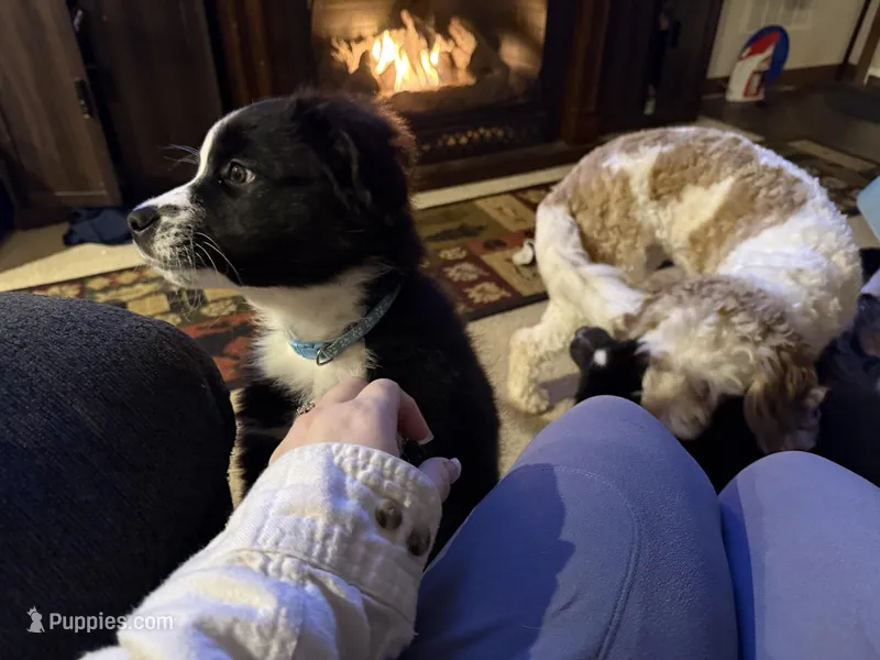 Tinsel, a male Australian Shepherd and Bernese Mountain Dog for sale in Columbus, OH – Photo 1 of 5