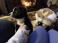 Tinsel, a male Australian Shepherd and Bernese Mountain Dog for sale in Columbus, OH – Photo 1 of 5