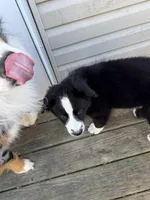Tinsel, a male Australian Shepherd and Bernese Mountain Dog for sale in Columbus, OH – Photo 3 of 5
