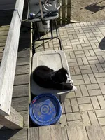 Tinsel, a male Australian Shepherd and Bernese Mountain Dog for sale in Columbus, OH – Photo 5 of 5
