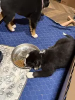 Tinsel, a male Australian Shepherd and Bernese Mountain Dog for sale in Columbus, OH – Photo 2 of 5