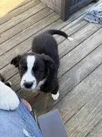 Tinsel, a male Australian Shepherd and Bernese Mountain Dog for sale in Columbus, OH – Photo 4 of 5