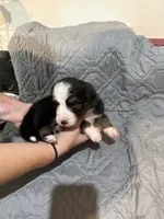 Beast, a male Australian Shepherd and Bernese Mountain Dog for sale in Ostrander, OH – 4 of 6