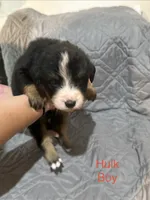 Hulk, a male Australian Shepherd and Bernese Mountain Dog for sale in Ostrander, OH – 1 of 5