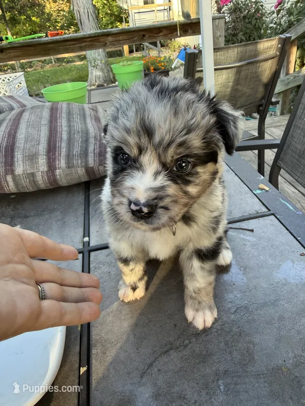 Iron man – Australian Shepherd, Bernese Mountain Dog puppy for sale in Ostrander, OH